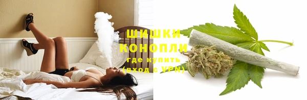 сатива Новодвинск